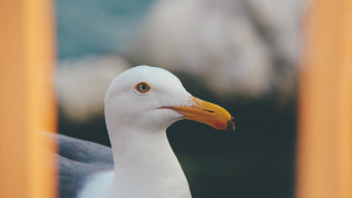 Seagull closeup blurry background neoplasticism - free bird wallpaper