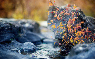 Plant rocks water woods autumn - the rock free wallpaper