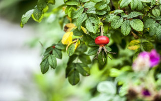 Red bug butterfly leaves flowers - green leaf and flowers free wallpaper