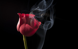 Red tulip smoke black background - single free wallpaper for desktop