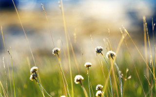 Grass flowers sky bokeh hatsune - some flower free wallpaper