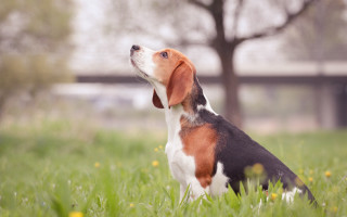 Dog grass tree building outdoors - elke vogelsang free wallpaper