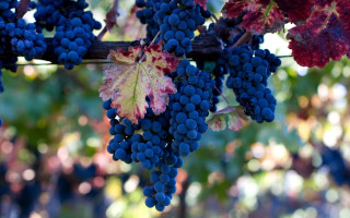 Grapes vine red leaf blue - free autumn wallpaper