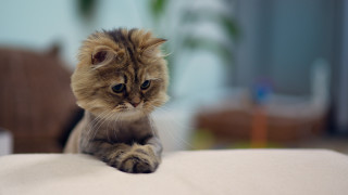 Serious cat white surface photorealistic - a serious look free wallpaper