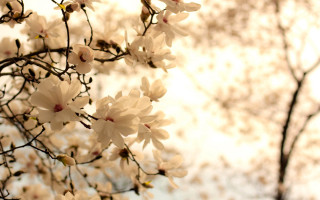 White flower tree bokeh blurry - white flower free wallpaper for desktop