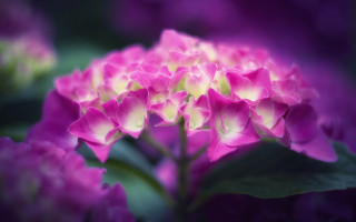 Pink flower green leaves purple - vivid color free wallpaper