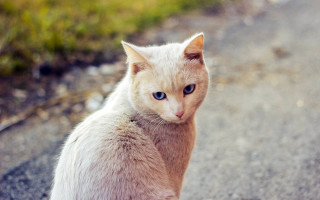 Sad cat blue eyes blurry - a photocopy free wallpaper