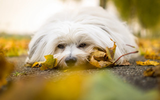White dog leaves mouth autumn - a white dog free wallpaper