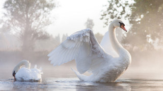 Swan flapping water near tree - animal free wallpaper for desktop