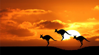 Kangaroos running sunset clouds australian - elizabeth durack free wallpaper