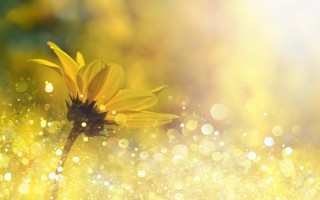Yellow flower water droplets bokeh 4 - petal and a blurry background free wallpaper for desktop