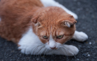 Sad cat looking at something - sad free wallpaper