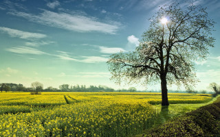 Tree field yellow flowers blue - under a blue sky free wallpaper
