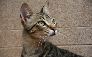 Cat green eyes looking up 4 - a brick wall behind free wallpaper
