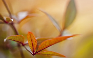 Small branch leaves macro blurry - choi buk free wallpaper