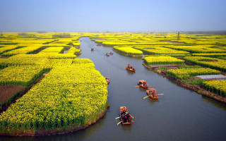 River people boats yellow flowers - yellow flower free wallpaper