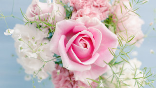 Pink rose white flowers vase 3 - a pink rose free wallpaper