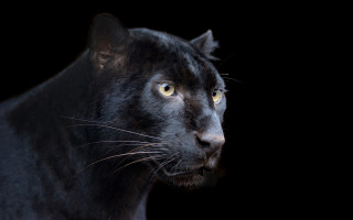 Black panther digital rendering animal - a black panther free wallpaper for desktop