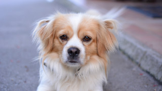 Sad shiba inu leash blurry - canon 5 0 mm free wallpaper