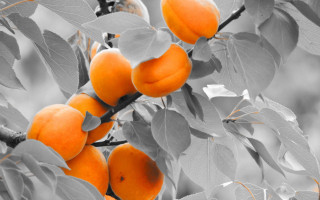 Orange tree flowers pumpkin leaves - ripe free wallpaper