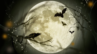 Full moon bats tree night - clark voorhees free wallpaper for desktop