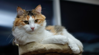 Cat on scratching post paw - 8 5 mm f 1. free wallpaper