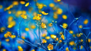 Yellow flowers bokeh macro leaf - blue background free wallpaper