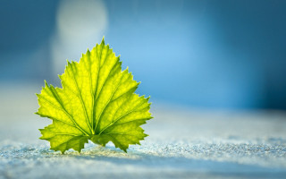 Green leaf macro foliage blue - art green free wallpaper
