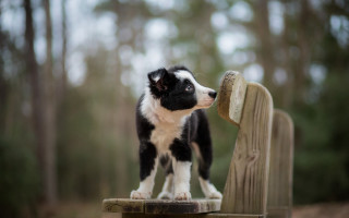 Black white puppy wooden bench - puppy free wallpaper