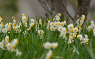 Flowers grass tree field bokeh - a bunch of flowers free wallpaper for desktop