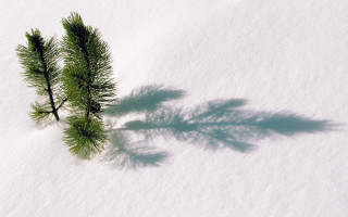 Small tree shadow snow bamboo - ground free wallpaper