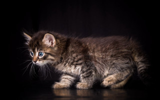 Small kitten blue eyes black 2 - a black surface free wallpaper for desktop
