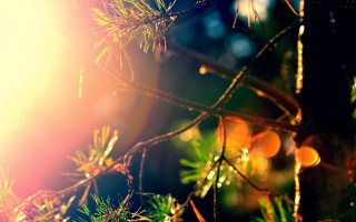 Pine tree sunshine branch bokeh - claire dalby free wallpaper for desktop