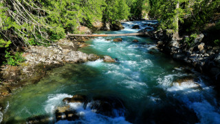River forest bridge nature landscape - river free wallpaper