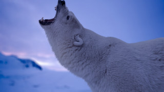 Polar bear mouth open furry - mouth wide open free wallpaper