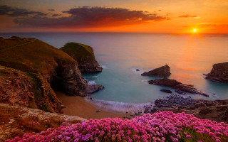 Sunset rocky beach pink flowers - the foreground and a body of water free wallpaper for desktop