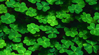 Glowing green shamrocks field ecological - the leaf free wallpaper