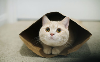 White cat bag beach shadow - the floor of a room free wallpaper