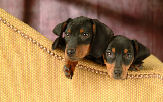 Two dogs yellow couch surrealism - surrealism free wallpaper
