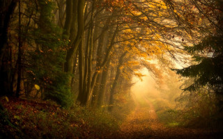 Path woods trees leaves light - magical atmosphere free wallpaper