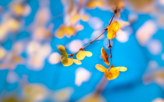 Yellow flowers branch blurry background - andor basch free wallpaper for desktop