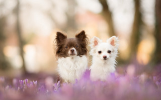 Small dogs purple flower field - one dog free wallpaper