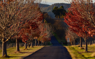 Autumn road trees hill fence - autumn free wallpaper for desktop