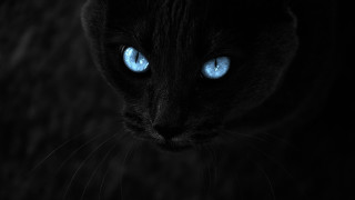 Black cat blue eyes gothic 2 - photo free wallpaper