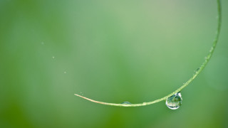 Water drop green plant macro - a drop of water free wallpaper