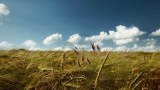 Grass horizon clouds mountain sunset - a field of grass free wallpaper for desktop