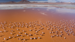 Birds beach lake mountains sunset - a group of birds free wallpaper
