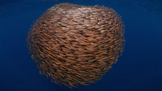 Fish school ocean ecological microscopic - fish eye free wallpaper