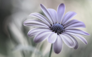 Purple flower macro daisy lily 2 - a blurry background of grass free wallpaper