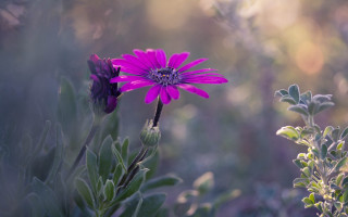 Purple flower field vague background - the middle of a field free wallpaper